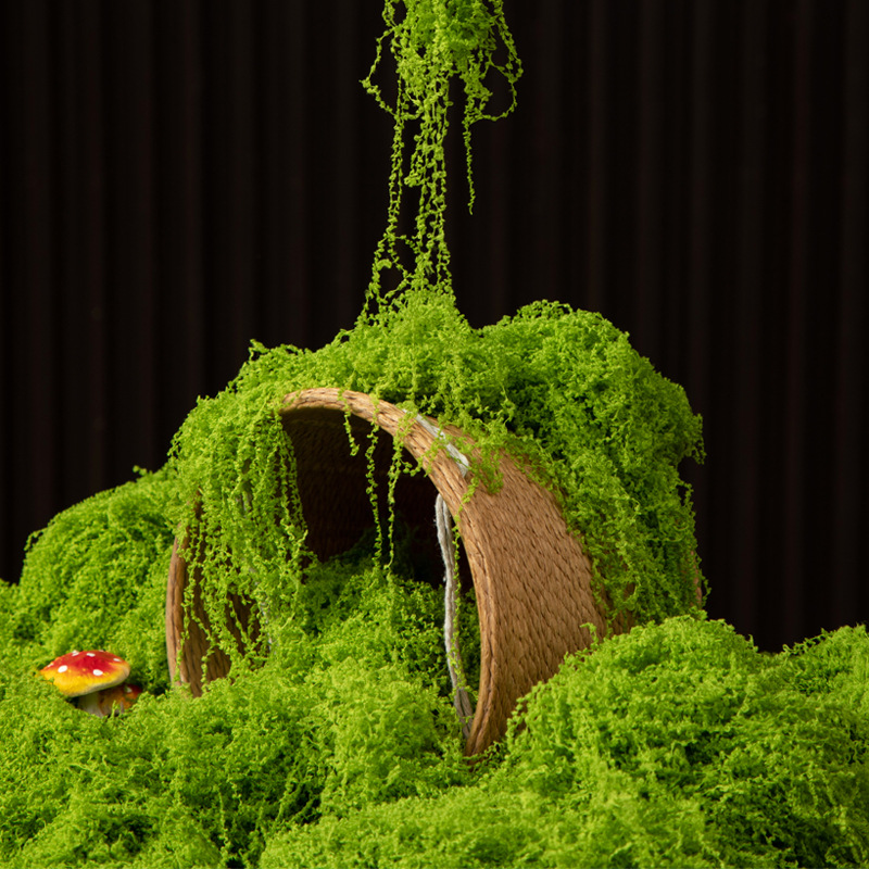 200g Eternal Life Moss DIY Cra - Sphagnum Moss Dry review and price