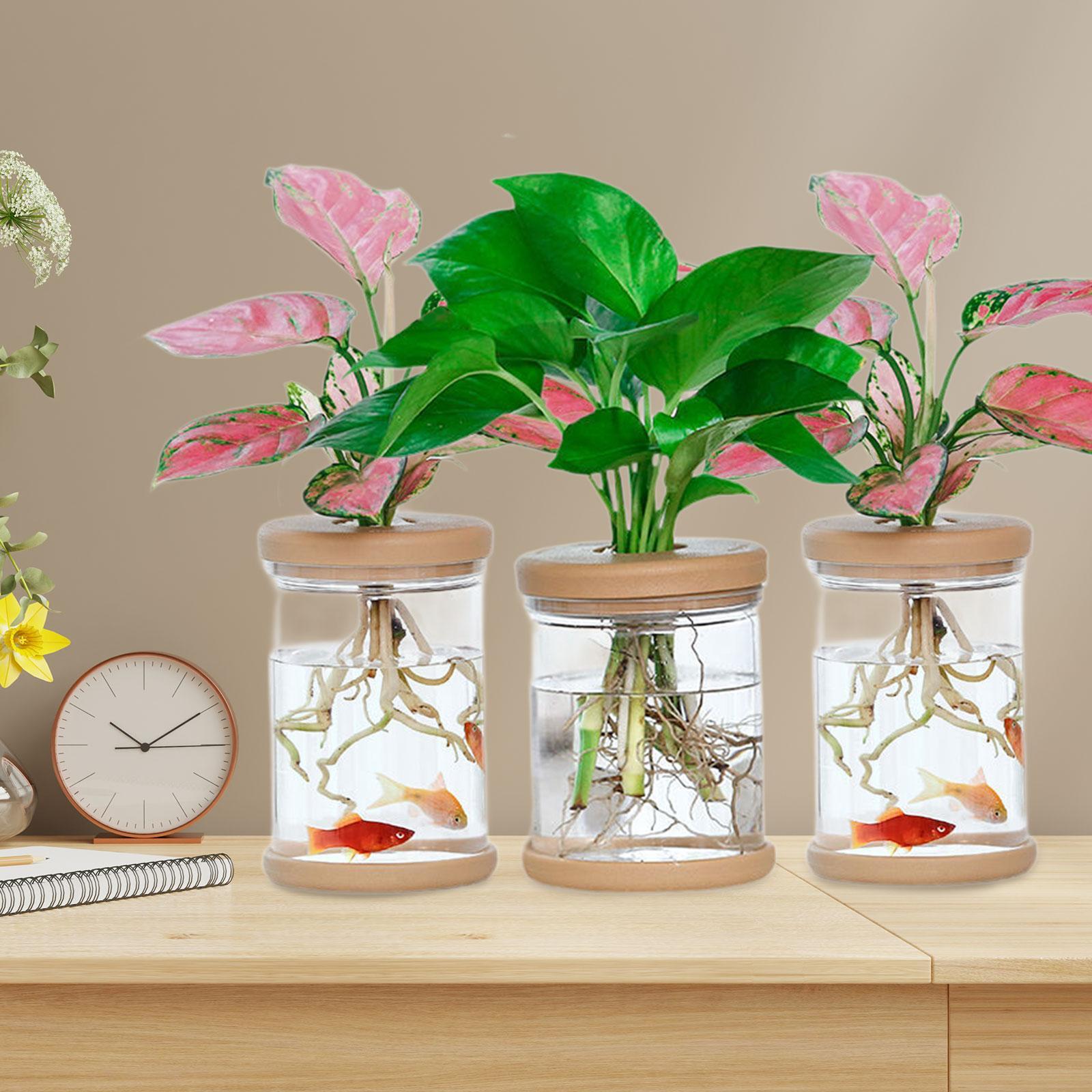 3Pcs Hydroponics Flower Vases  - Propagation Station Vase review and price
