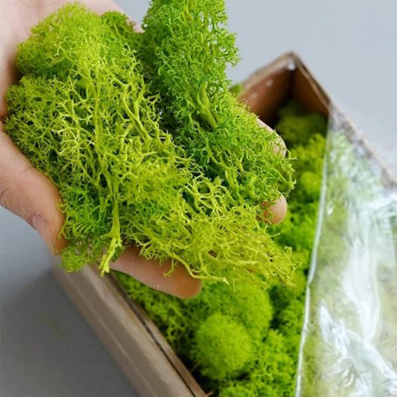 200g Artificial Green Plants M - Sphagnum Moss Dry review and price
