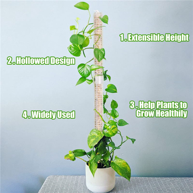 Plant Climbing Column Sphagnum - Sphagnum Moss Dry review and price