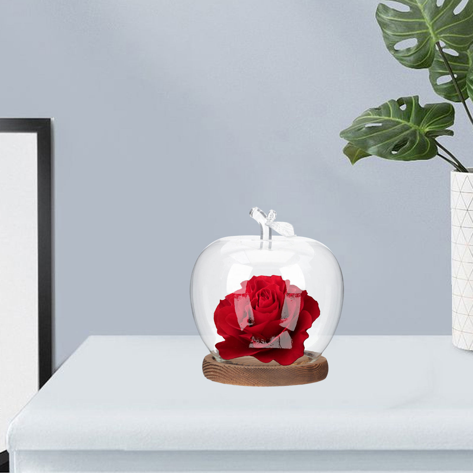 2Pcs Glass Cloche Dome with Wo - Plastic Dome Clear review and price